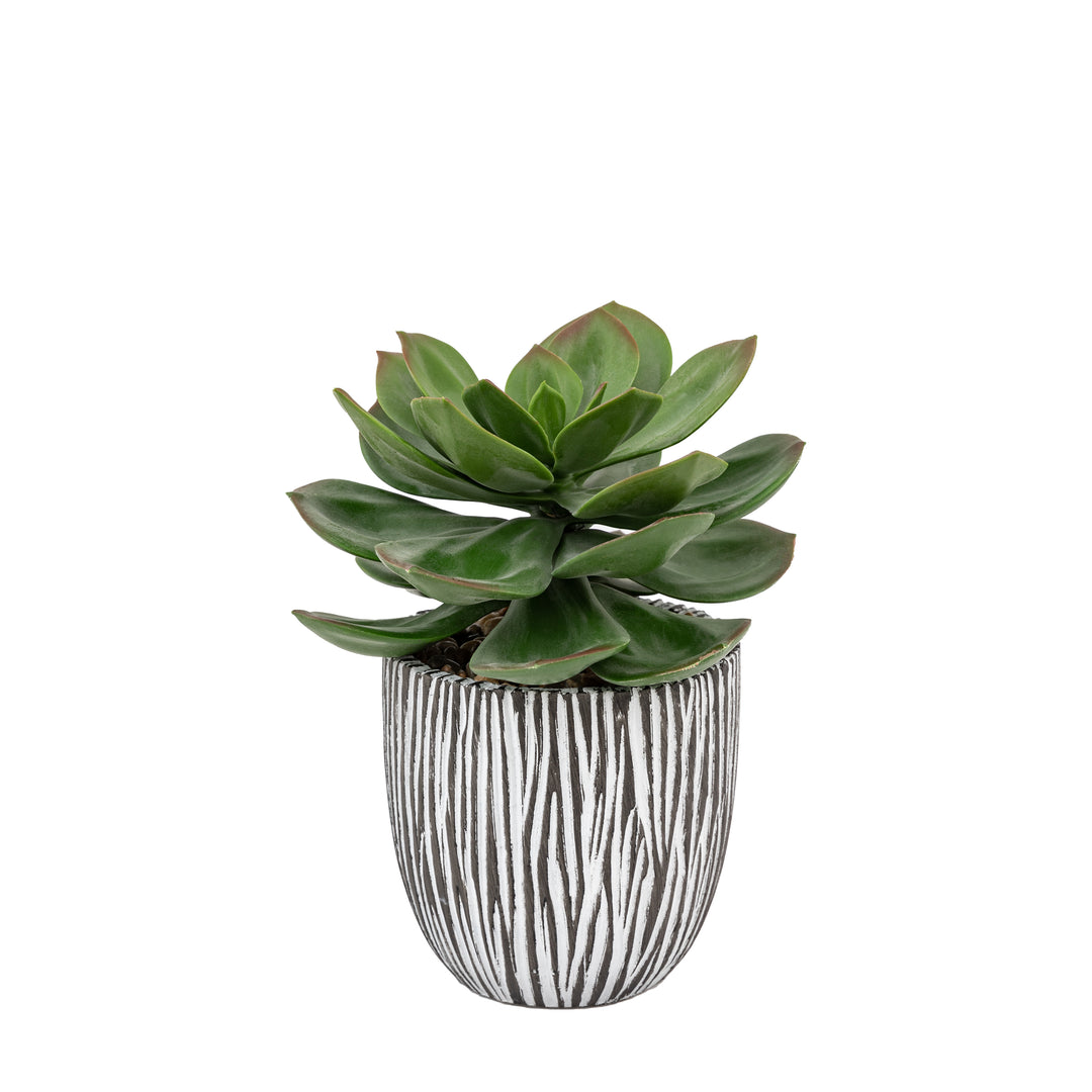 Potted Succulent in Ribbed Black Ceramic Pot
